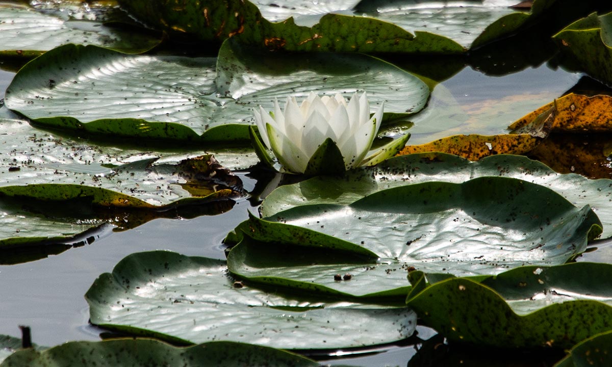 Blüte und Blätter